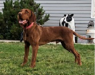 Male Wirehaired Vizsla