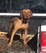 Wirehaired Vizsla in a truck bed