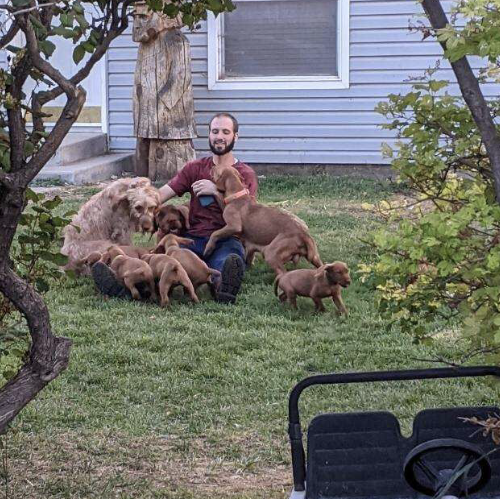 Playing with Wirehaired Vizslas