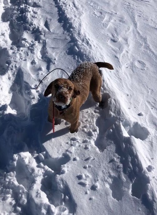 Wirehaired Vizsla in snow