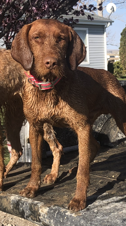 Wirehaired Vizsla wet