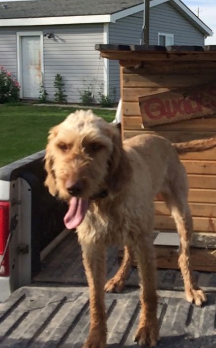 Wirehaired Vizsla outside
