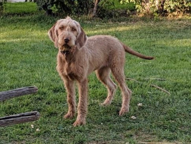 Wirehaired Vizsla standing