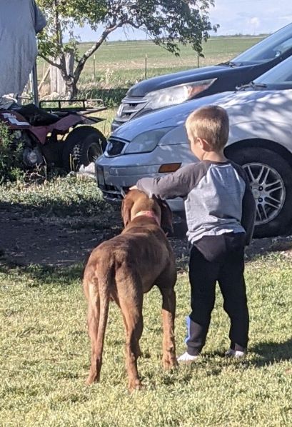 Wirehaired Vizsla with child 