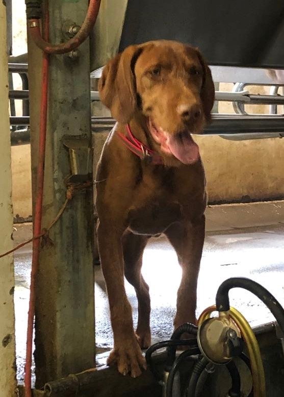 Wirehaired Vizsla in a barn