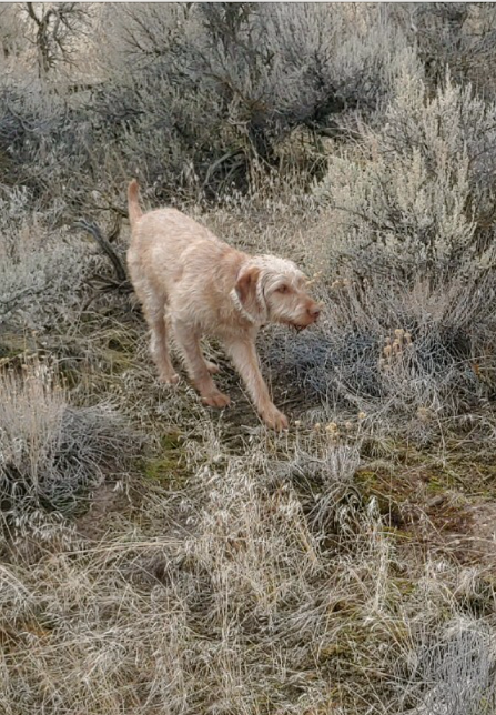 Wirehaired Vizsla pointing