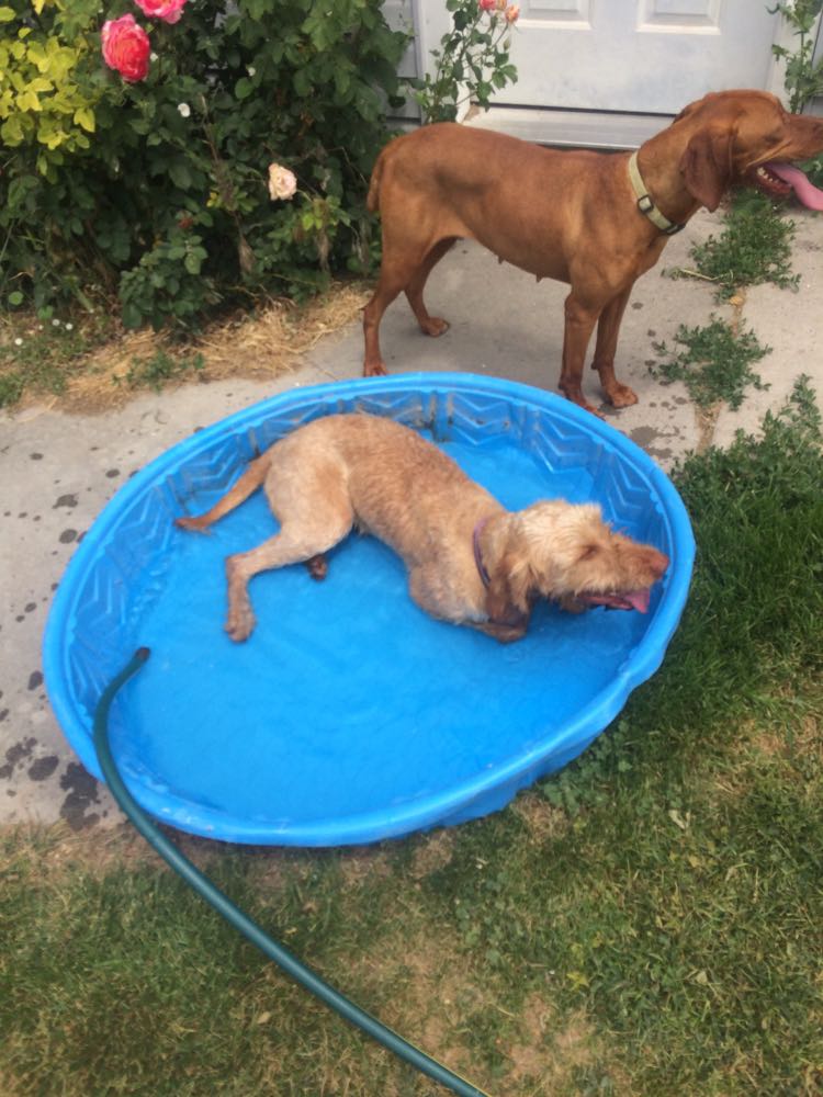 Wirehaired Vizsla in a pool
