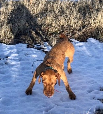 Wirehaired Vizsla eating snow