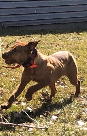 Wirehaired Vizsla running