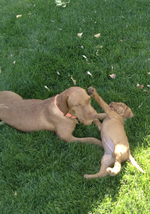 Wirehaired Vizsla playing with puppy
