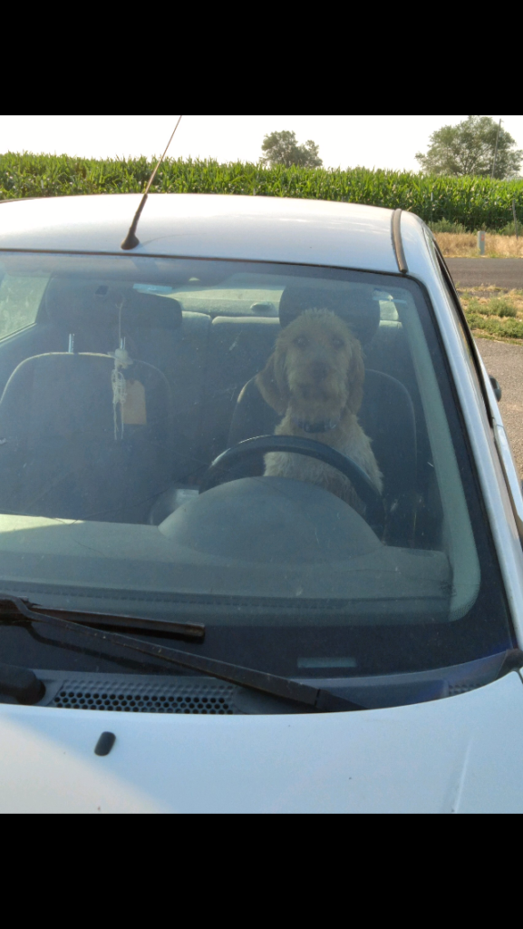 Wirehaired Vizsla in a car