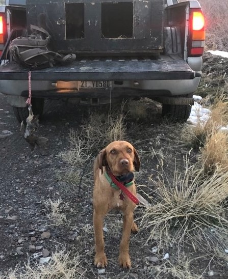 Wirehaired Vizsla standing 