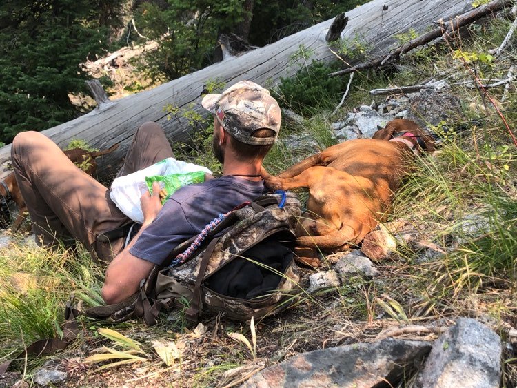 Wirehaired Vizsla sleeping