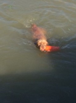 Wirehaired Vizsla swimming