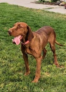 Wirehaired Vizsla tongue out