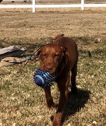 Wirehaired Vizsla fetching