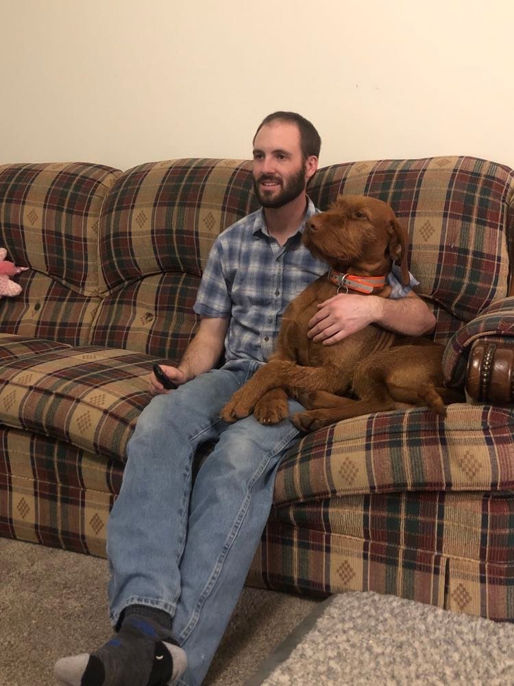 Wirehaired Vizsla resting, Wirehaired Vizsla , Wirehaired Vizsla family dog 