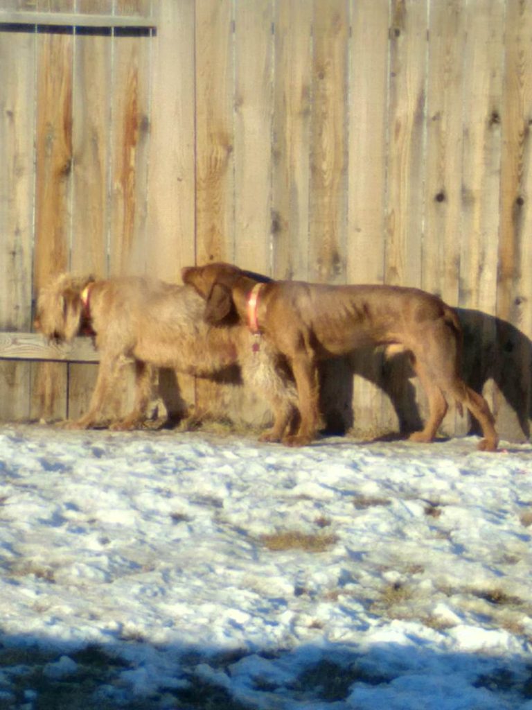 Wirehaired Vizsla cuddling 